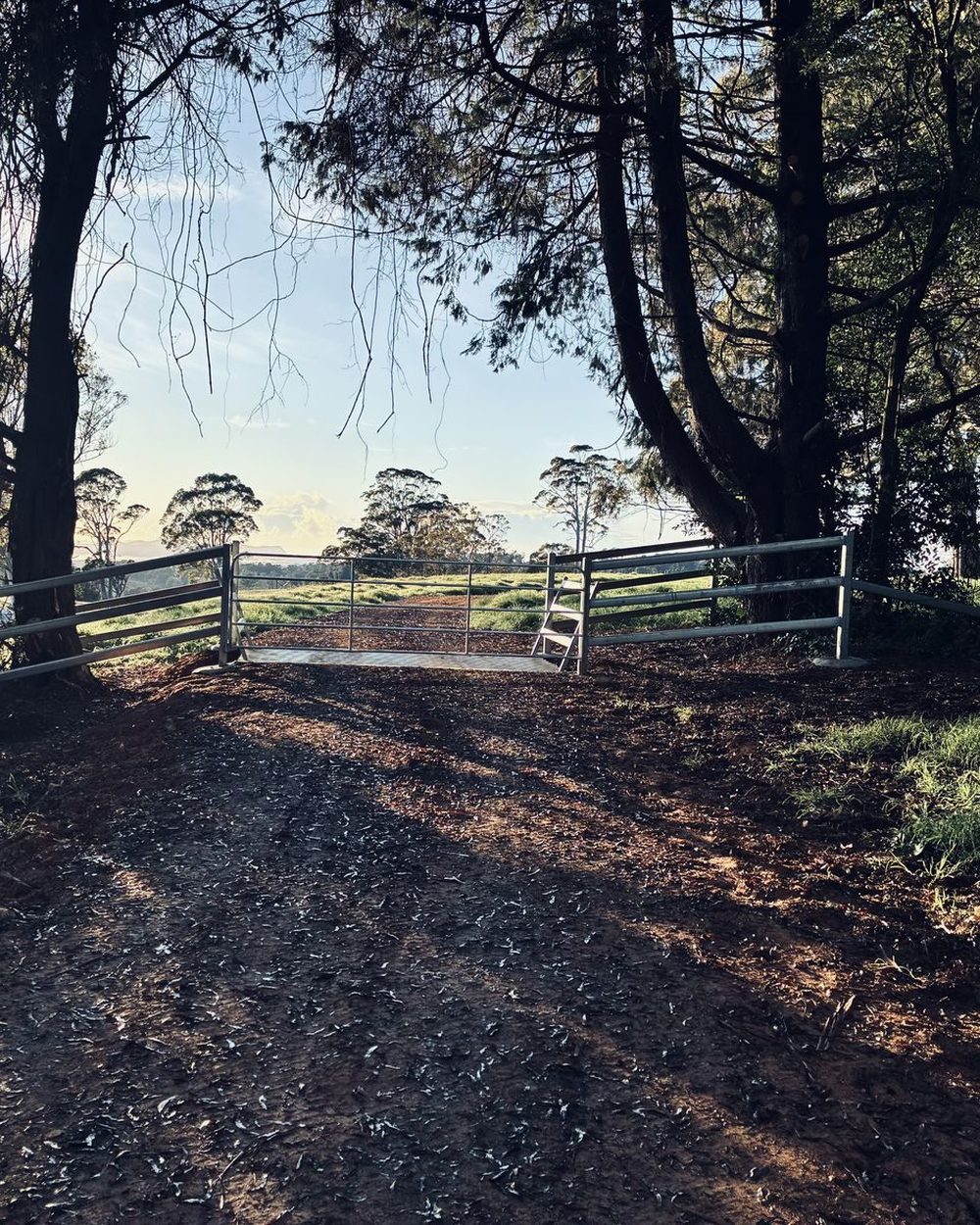 A new steel gate on a black soil paddock at last light, the sun low behind the trees